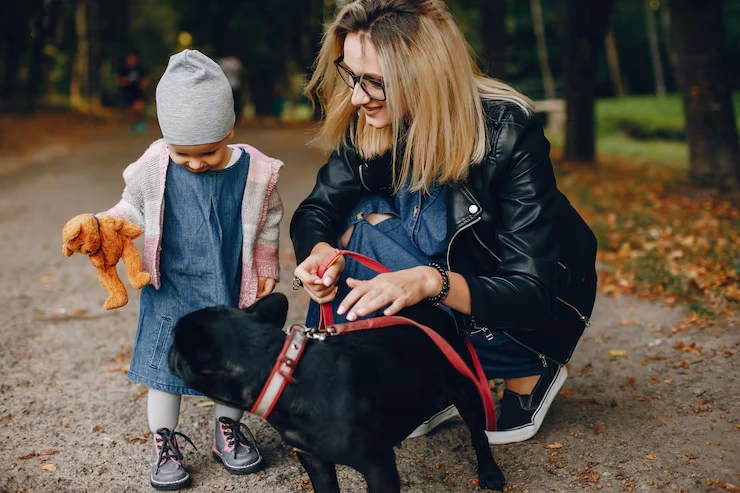 Pet Courier Collection and Delivery